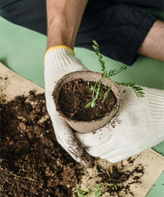 Sustainable Reforestation Initiatives